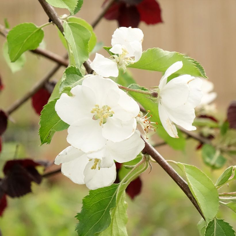 Pommier d'ornement - Malus Hyvingiensis (Flowering)