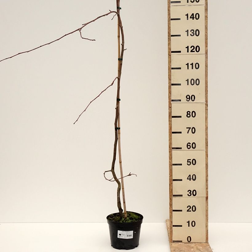 Example of Pommier d'ornement - Malus Hyvingiensis Pot de 4L/5L as you get in hiver