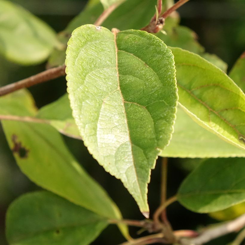 Pommier d'ornement - Malus John Downie (Foliage)