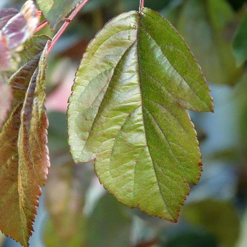 Pommier d'ornement - Malus Liset (Foliage)