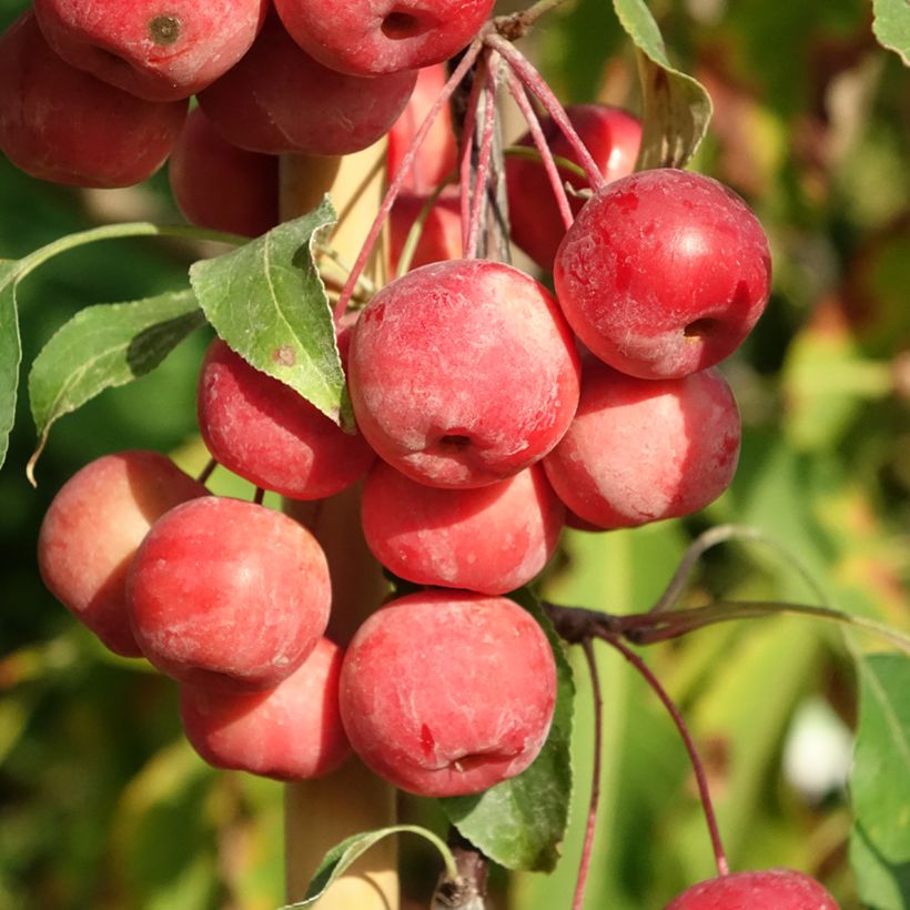 Pommier d'ornement - Malus Ola (Harvest)