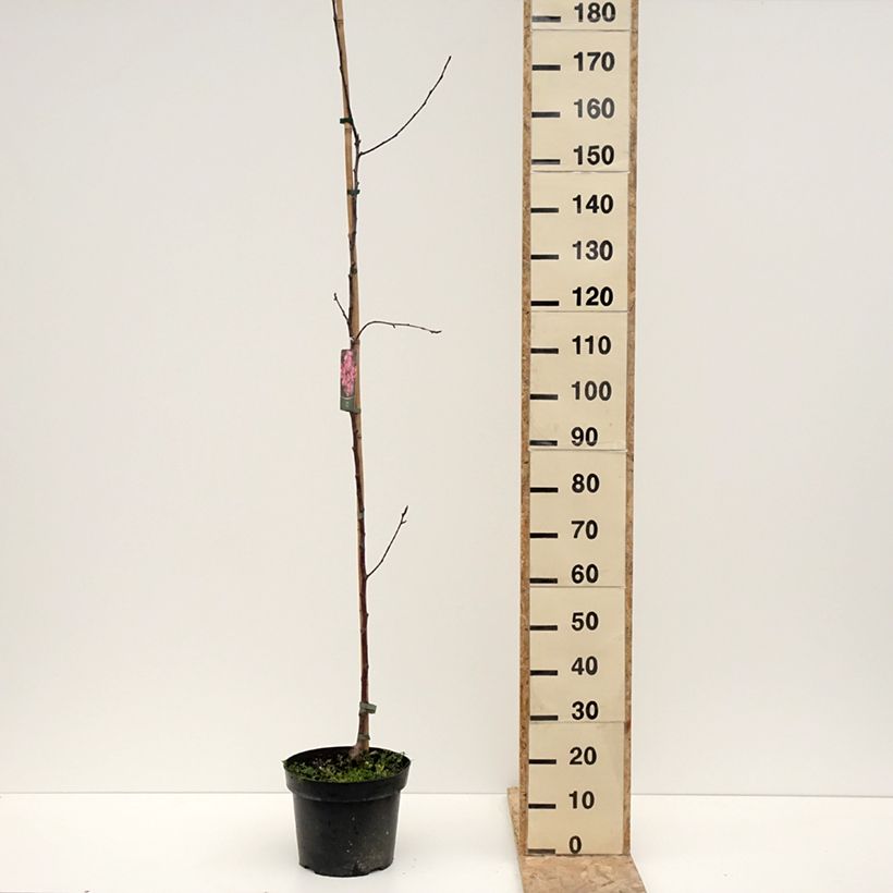 Example of Pommier d'ornement - Malus Ola Pot de 7,5L/10L as you get in hiver
