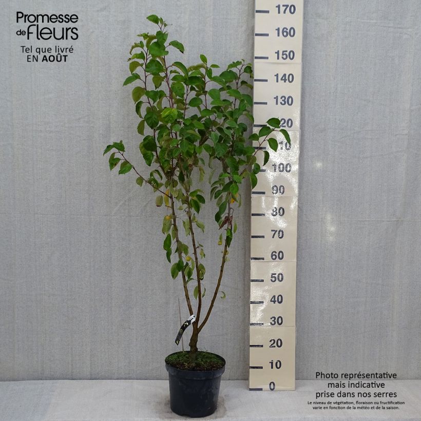 Example of Pommier d'ornement - Malus Perpetu Evereste Pot de 7,5L/10L, Mini-tige as you get in ete