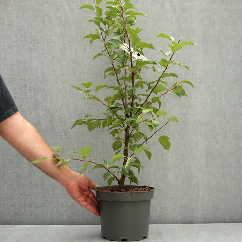 Example of Pommier d'ornement - Malus Perpetu Evereste Pot de 3L/4L as you get in ete