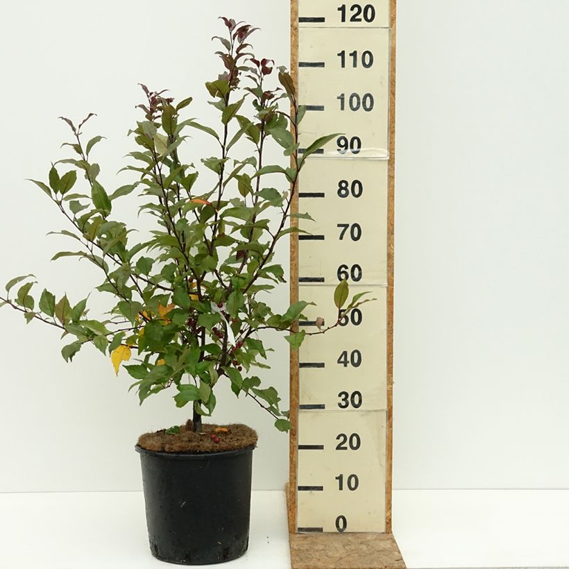 Example of Pommier d'ornement - Malus Prairiefire Coupe 7,5L / 10L, Baliveau as you get in ete