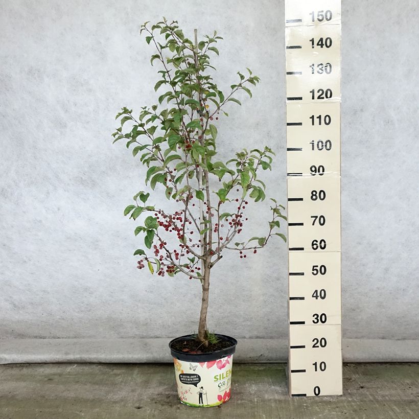 Example of Pommier d'ornement - Malus Red Jewel Pot de 7,5L/10L, Fuseau as you get in ete