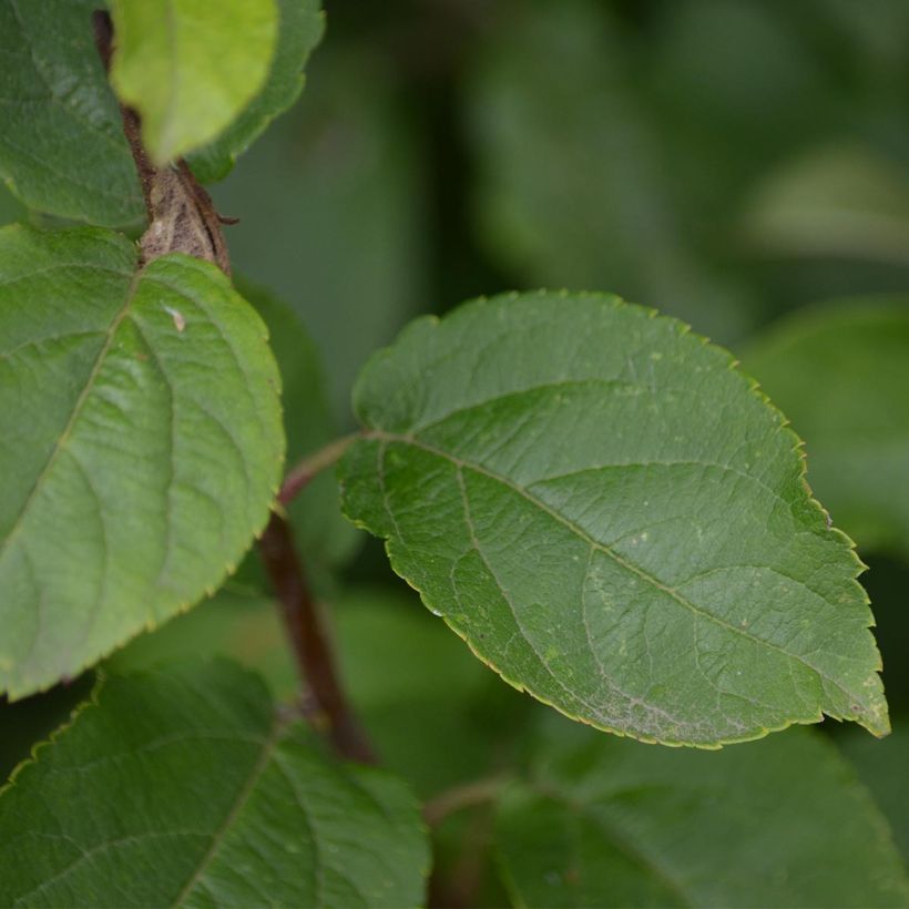 Pommier d'ornement - Malus Red Sentinel  (Foliage)