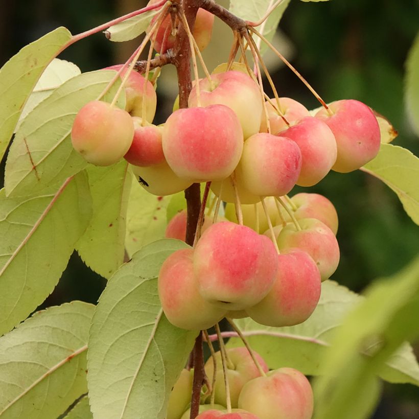 Pommier d'ornement - Malus Red Sentinel  (Harvest)