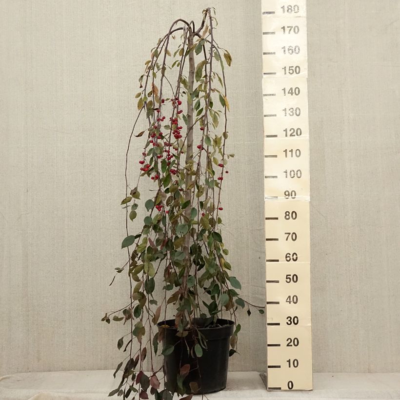 Example of Pommier d'ornement - Malus Royal Beauty Pot de 7,5L/10L, Tige as you get in automne