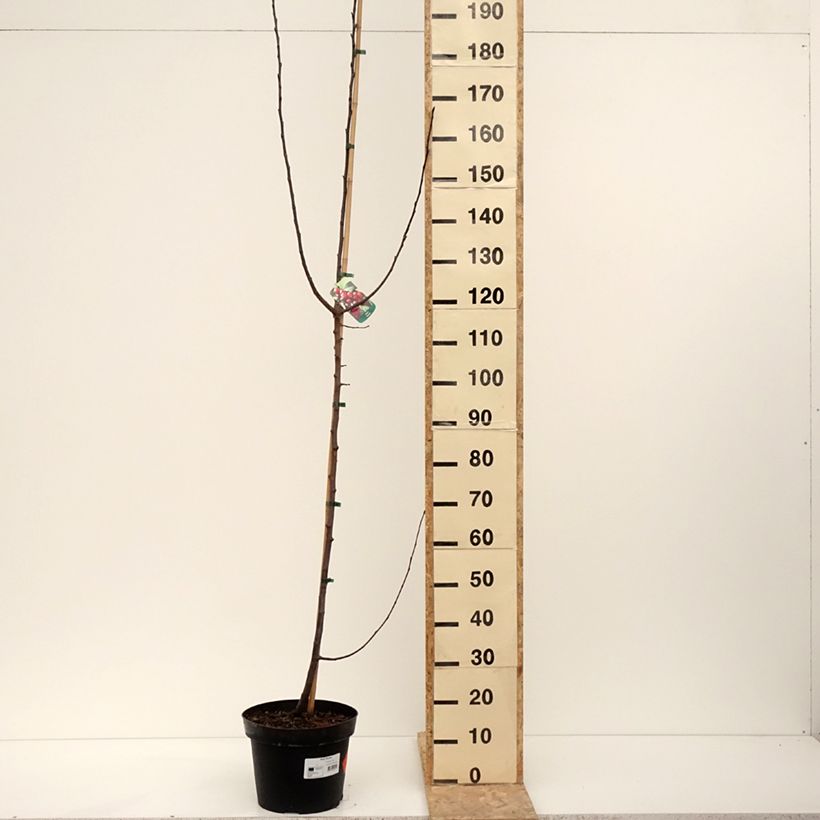 Example of Pommier d'ornement - Malus Royalty Pot de 7,5L/10L as you get in hiver