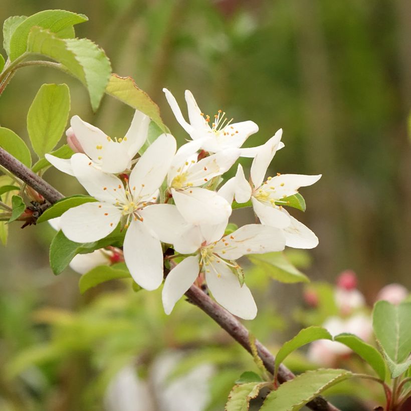 Pommier d'ornement - Malus toringo Brouwers Beauty  (Flowering)