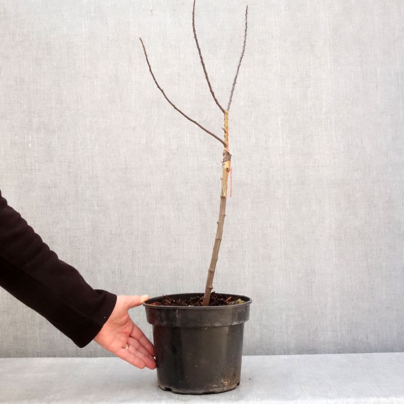 Example of Pommier d'ornement POM'ZAI - Malus Pot de 4L/5L, Tige as you get in hiver