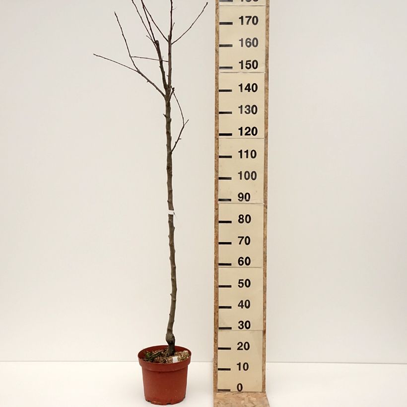 Example of Pommier Double Belle Fleur Pot de 7,5L/10L, Demi-Tige as you get in hiver