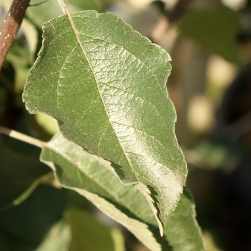 Pommier Fuji (Foliage)