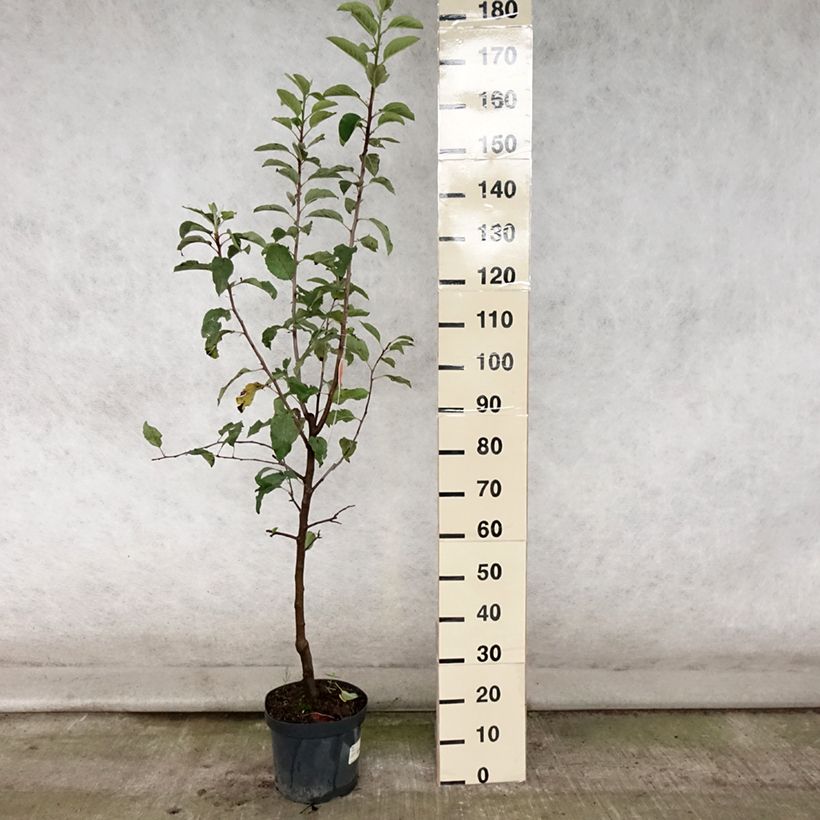 Example of Pommier Gala Pot de 7,5L/10L, Gobelet as you get in ete