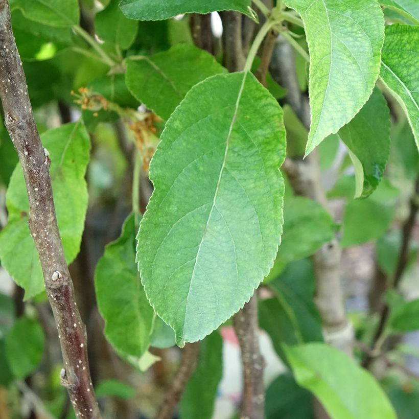 Pommier Gloster (Foliage)