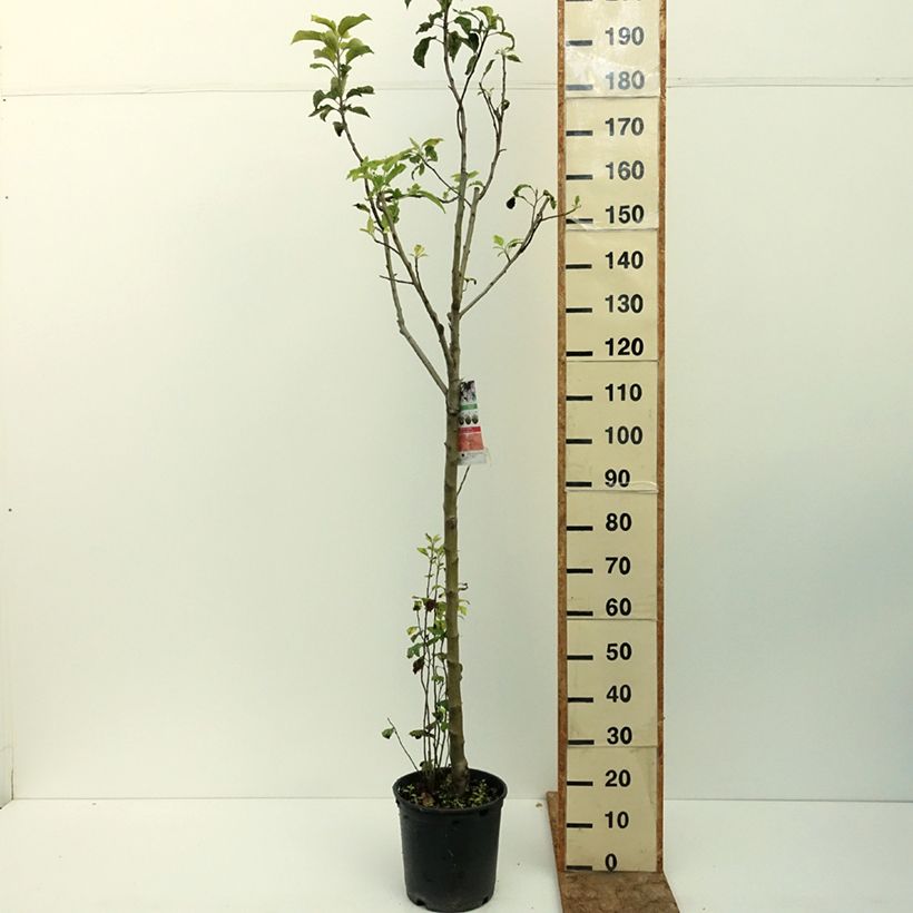 Example of Pommier Golden Delicious Pot de 7,5L/10L, Demi-Tige as you get in ete