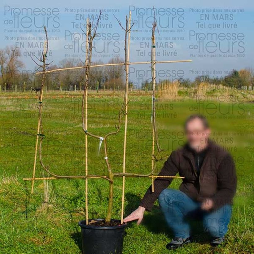 Example of Pommier Granny Smith Pot de 18L/20L, Palmette Verrier as you get
