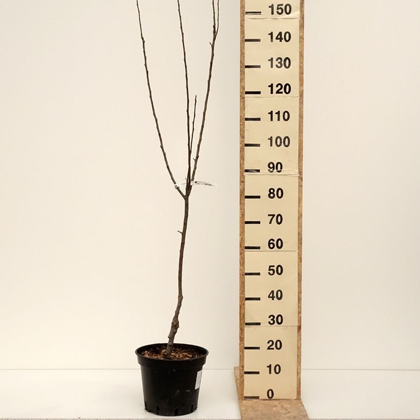 Example of Pommier Granny Smith Pot de 7,5L/10L, Gobelet as you get in hiver