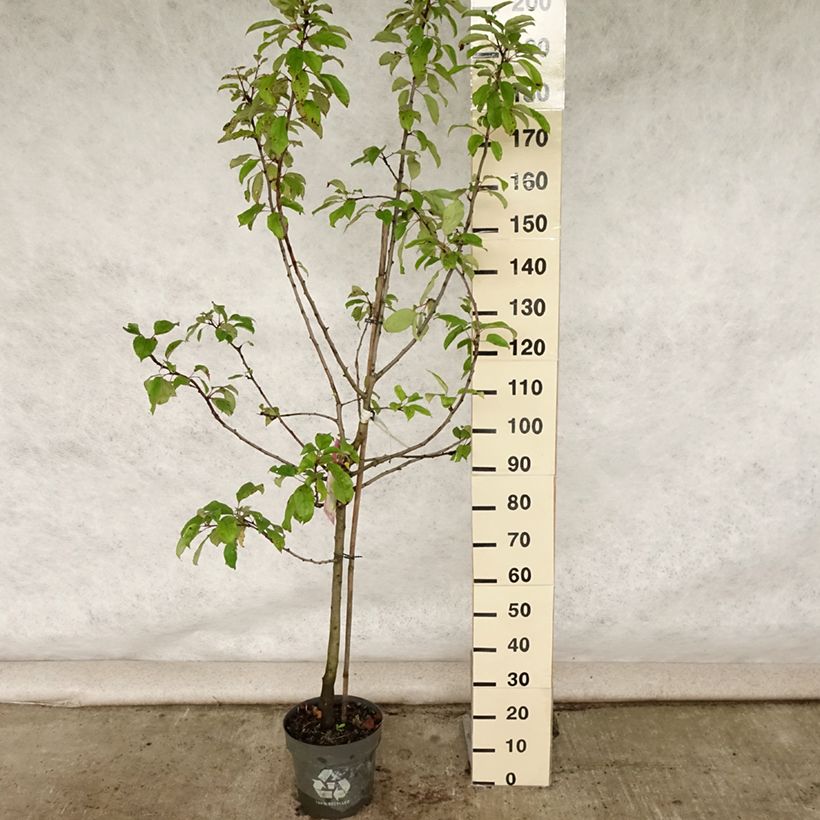 Example of Pommier Gravenstein Pot de 7,5L/10L, Gobelet as you get in ete