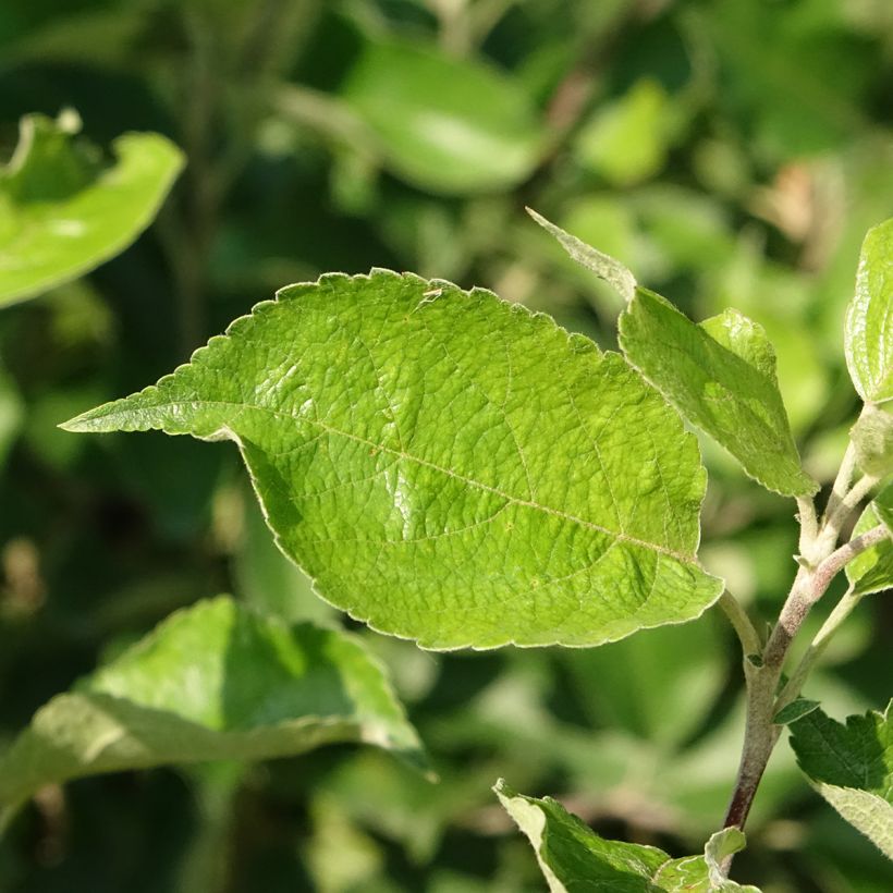 Pommier Harmonie - Georges Delbard (Foliage)