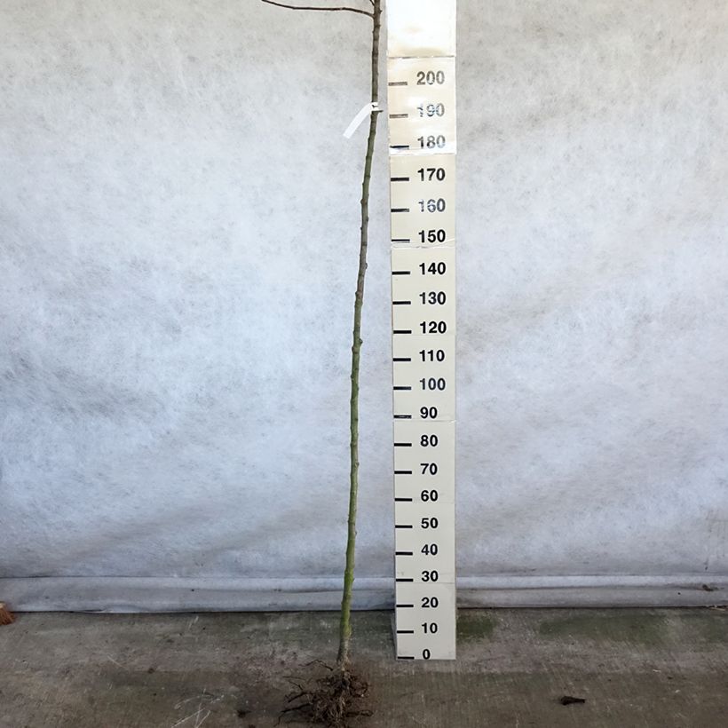 Example of Pommier Jacques Lebel Grandes Racines nues, Haute-Tige as you get in hiver