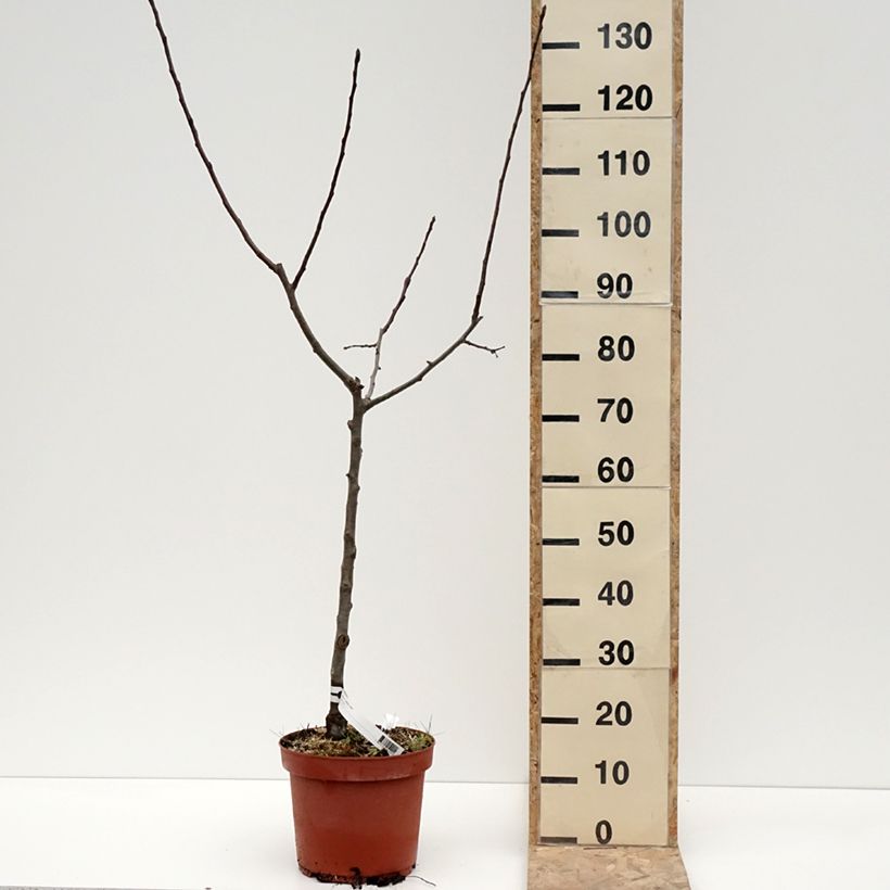 Example of Pommier Jacques Lebel Pot de 7,5L/10L, Gobelet as you get in hiver