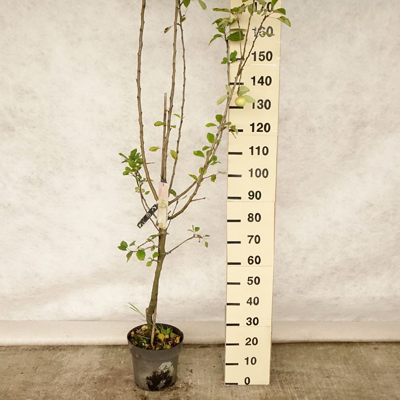 Example of Pommier James Grieve Pot de 7,5L/10L, Gobelet as you get in ete