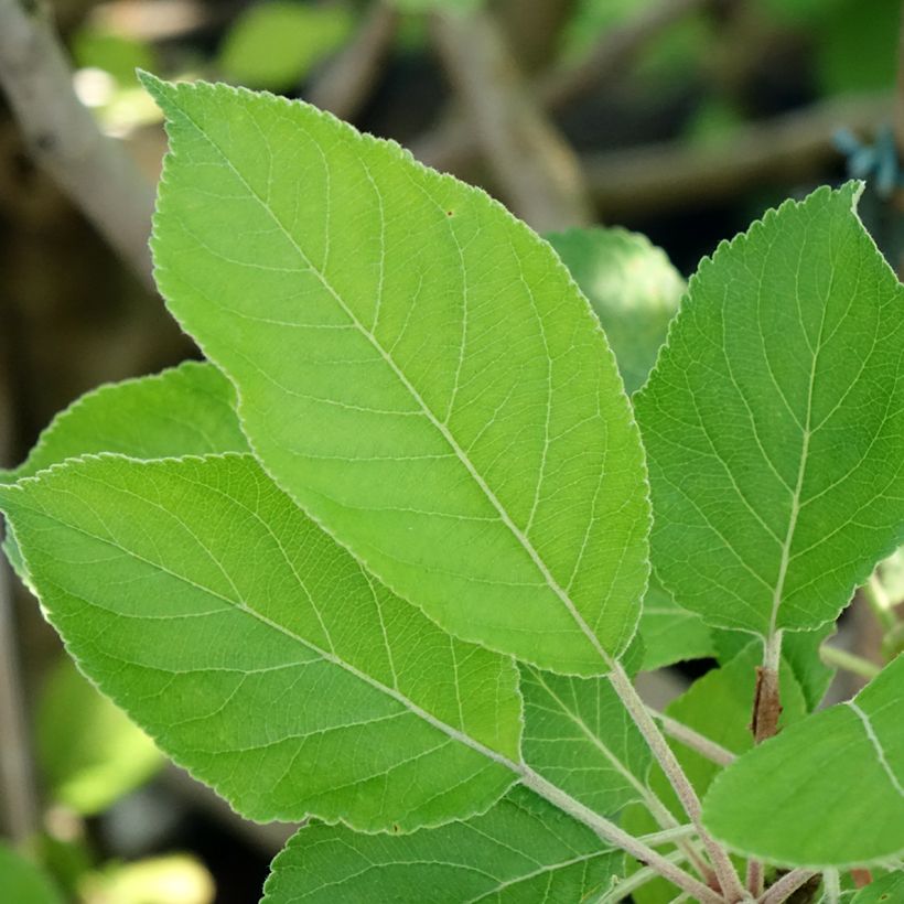 Pommier James Grieve (Foliage)