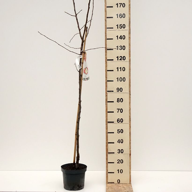 Example of Pommier Jonagold Pot de 7,5L/10L, Demi-Tige as you get in hiver