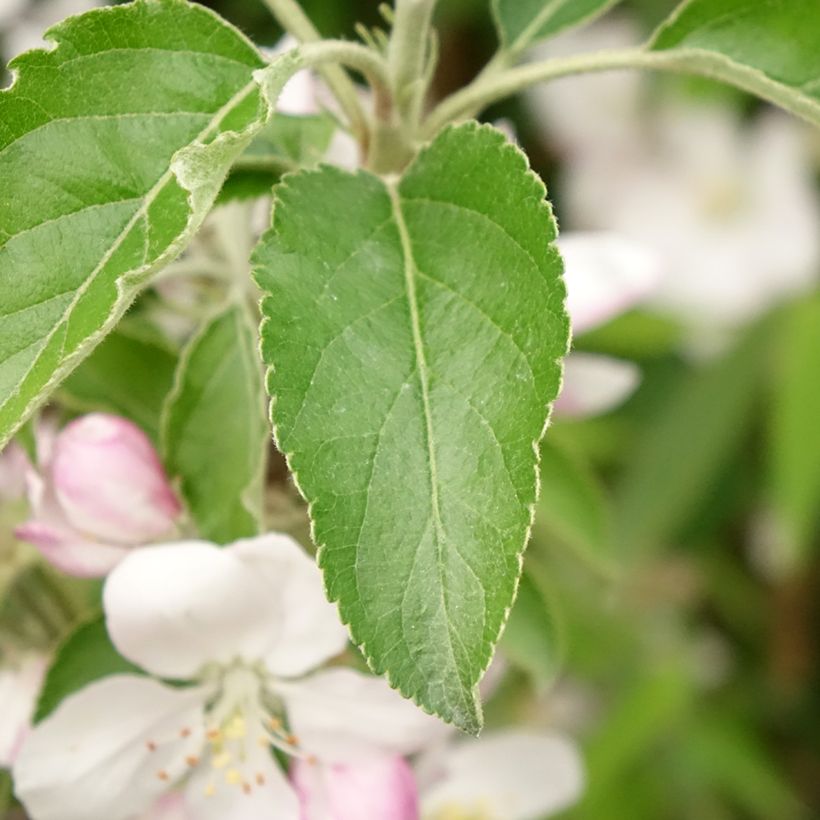 Pommier Karneval (Foliage)
