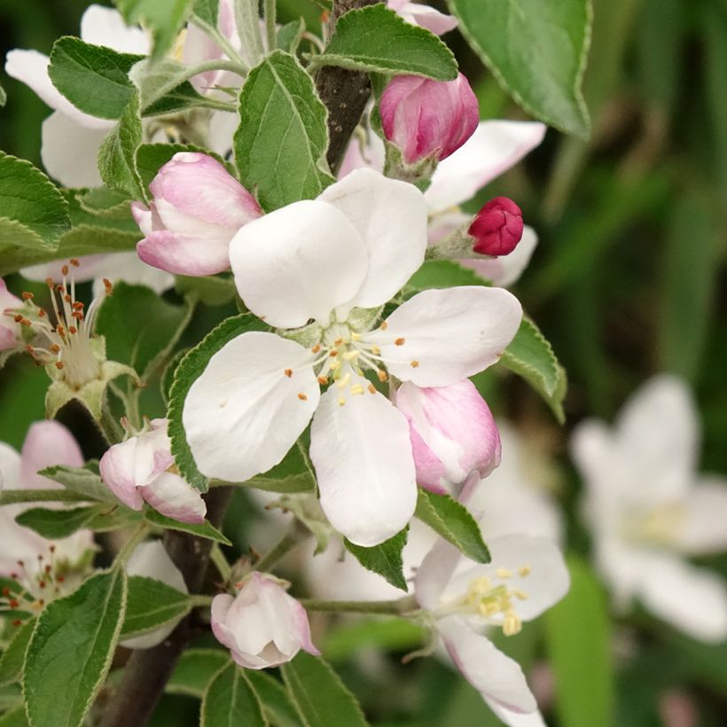 Pommier Karneval (Flowering)