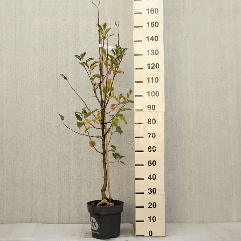 Example of Pommier Karneval Pot de 7,5L/10L, Gobelet as you get in automne