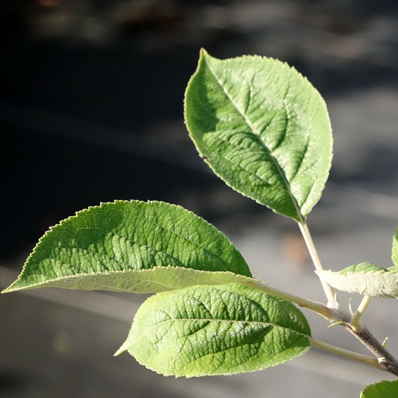 Pommier Kosztela (Foliage)