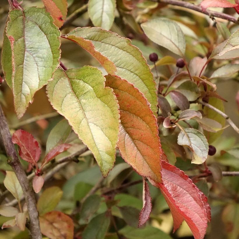 Pommier d'ornement - Malus Diable Rouge (Foliage)