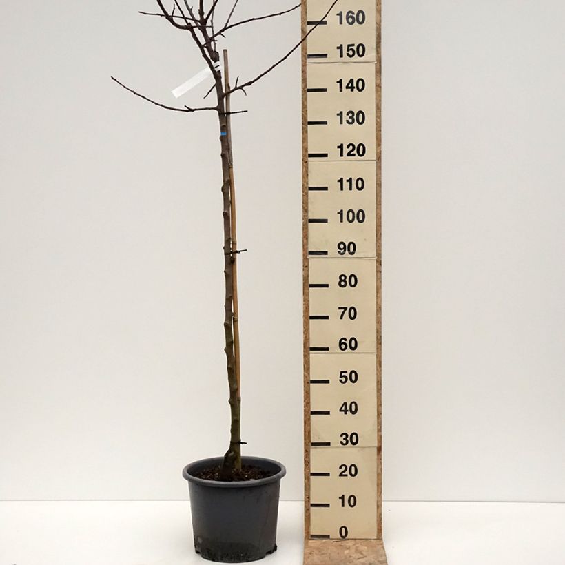 Example of Pommier Belchard - Malus domestica Chanteclerc Pot de 12L/15L, Demi-Tige as you get in hiver