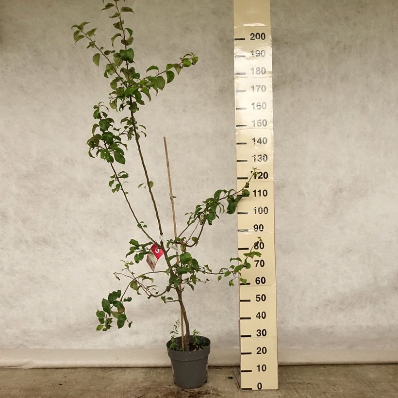 Example of Pommier - Malus domestica Braeburn Pot de 7,5L/10L, Gobelet as you get in ete