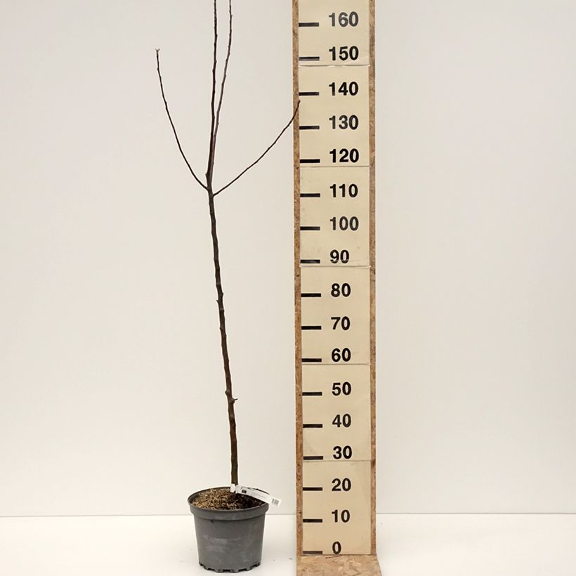 Example of Pommier - Malus domestica Braeburn Pot de 7,5L/10L, Scion as you get in hiver