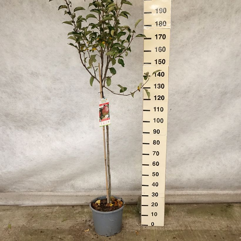 Example of Pommier Idared - Malus domestica Pot de 12L/15L, Demi-Tige as you get in automne