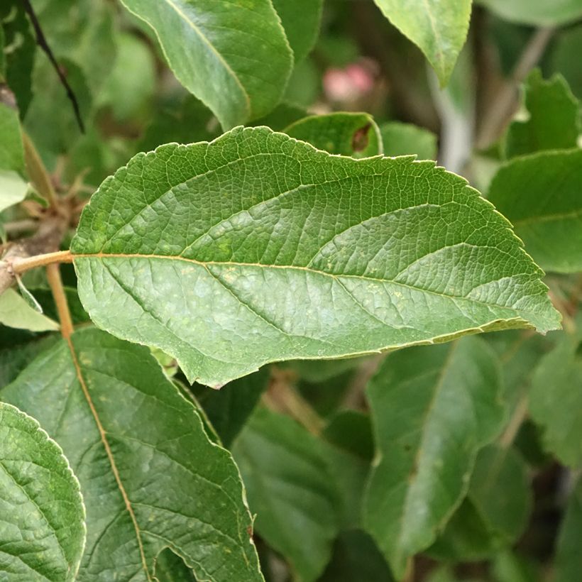 Pommier Idared - Malus domestica (Foliage)