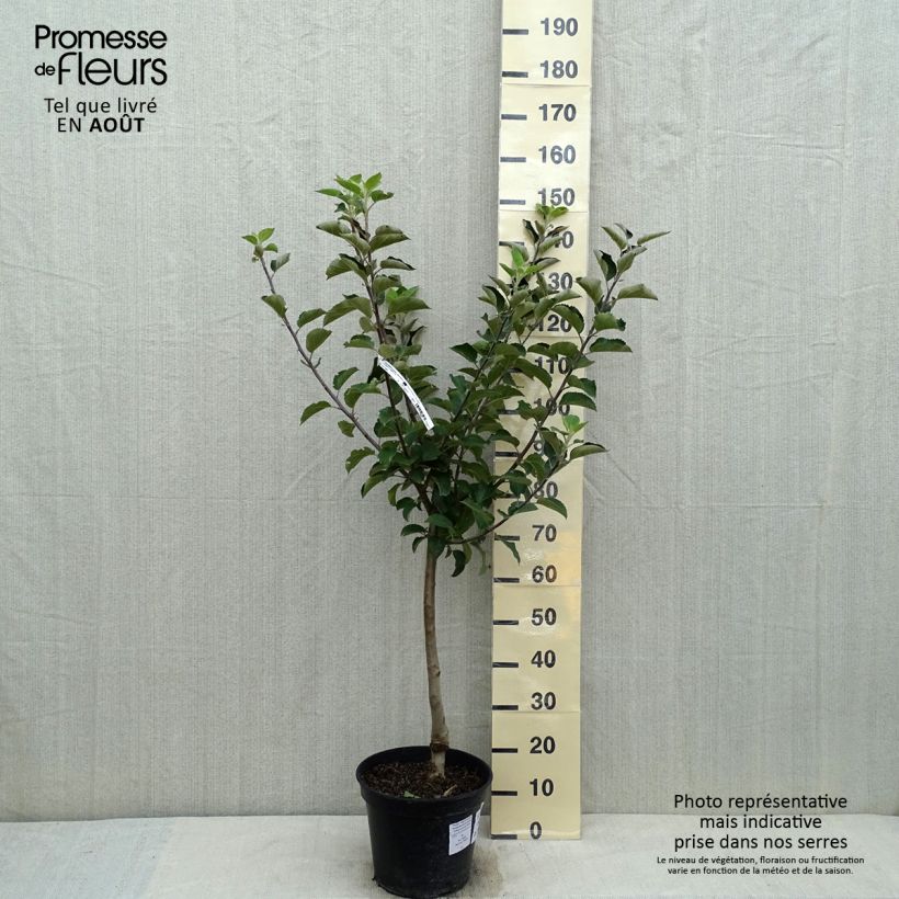 Example of Pommier Reinette Blanche du Canada Pot de 7,5L/10L, Gobelet as you get in ete