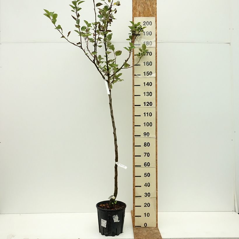Example of Pommier Museau de Lièvre Pot de 7,5L/10L, Gobelet as you get in ete