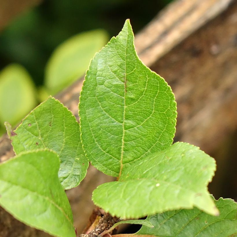 Pommier nain Croquella - Georges Delbard (Foliage)