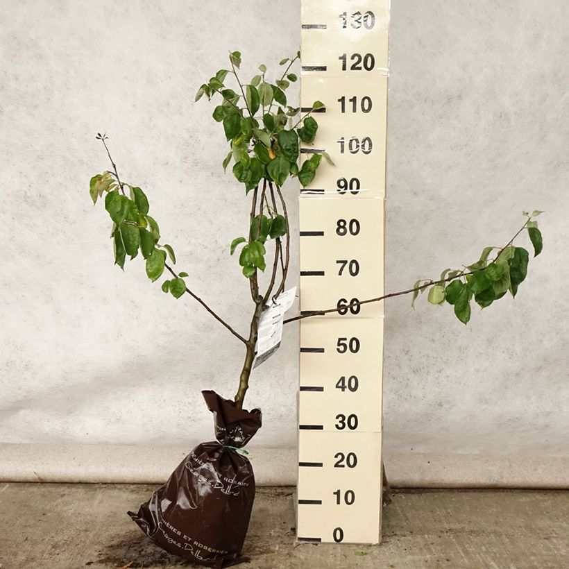 Example of Pommier Rambour d'Hiver  Motte "Prêt-à-planter", Gobelet as you get in ete