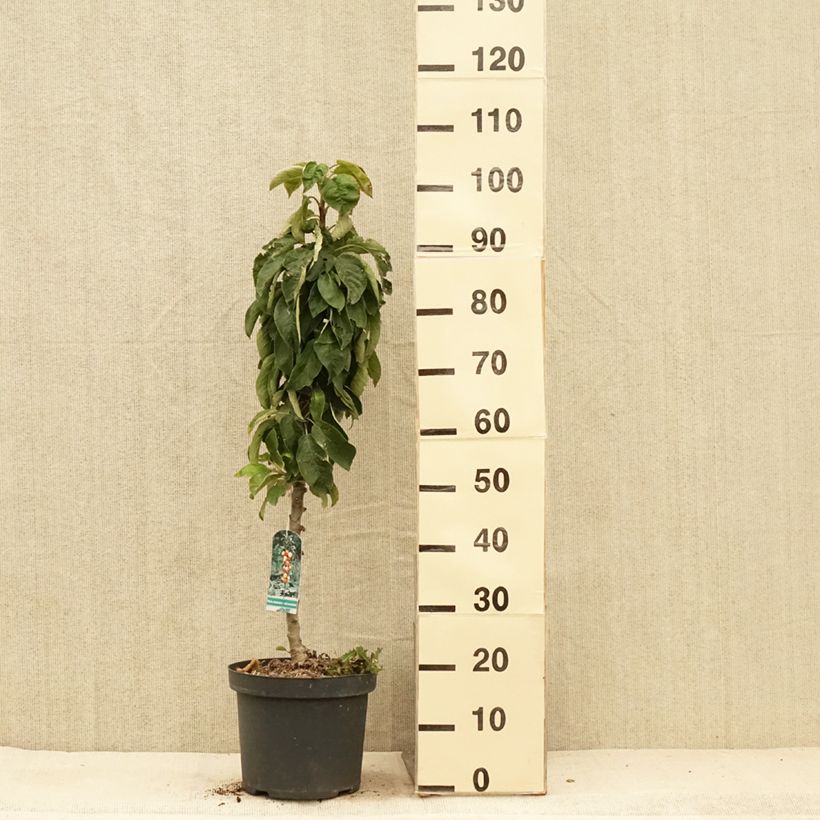 Example of Pommier colonnaire Red Sensation Pot de 4L/5L, Colonnaire as you get in ete