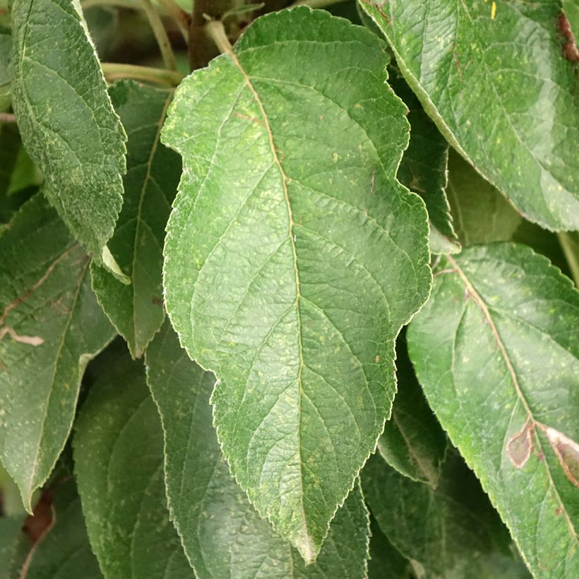 Pommier colonnaire Red Sensation (Foliage)