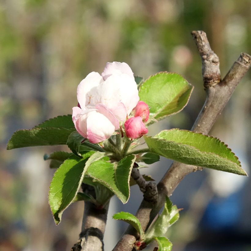 Pommier Reinette Blanche du Canada (Flowering)