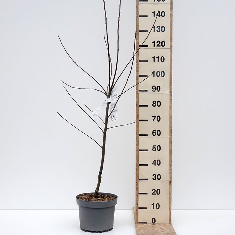 Example of Pommier Reinette Clochard Pot de 7,5L/10L, Gobelet as you get in hiver