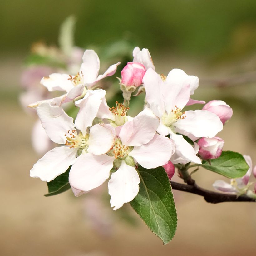 Pommier Reinette de Caux (Flowering)