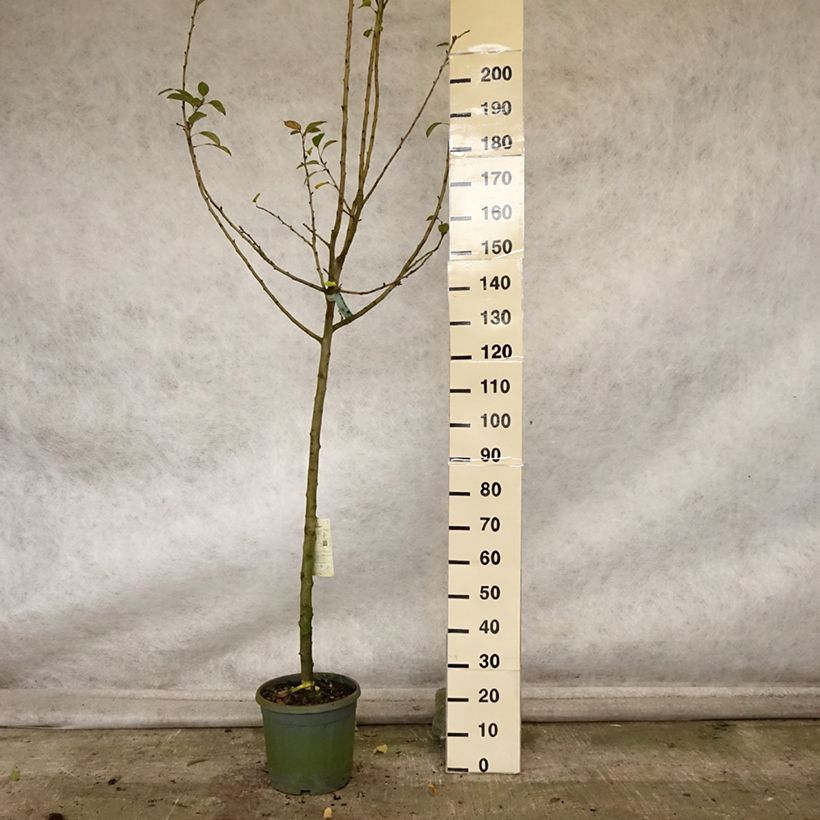 Example of Pommier Reinette grise du Canada Pot de 7,5L/10L, Demi-Tige as you get in automne